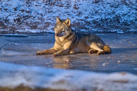 Wolf lying relaxed on snow-covered ice and enjoying the winter atmosphere, Winter, Wolf (Canis