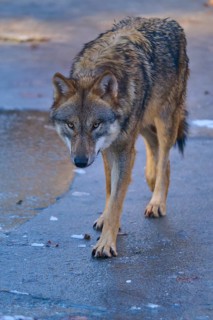 A wolf walks calmly across the ice surface in a close-up view, winter, wolf (Canis lupus), Germany