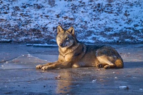 A wolf lies calmly on a layer of ice in snowy terrain, winter, wolf (Canis lupus), Germany