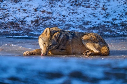 A wolf licking the ice on a frozen surface in the snow, winter, wolf (Canis lupus), Germany