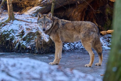 A wolf stands on a patch of ice and attentively observes the winter environment in the forest,