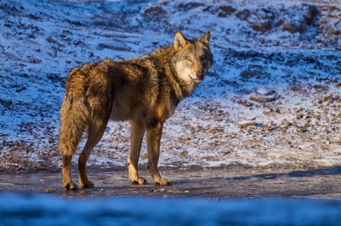 A wolf stands on a patch of ice and looks back into the wintry landscape, Winter, Wolf (Canis