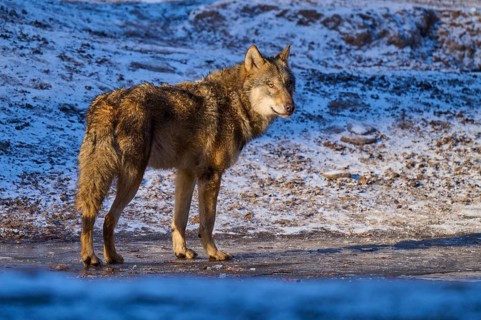 A lone wolf standing on a patch of ice in snowy, wintry terrain, Winter, Wolf (Canis lupus),