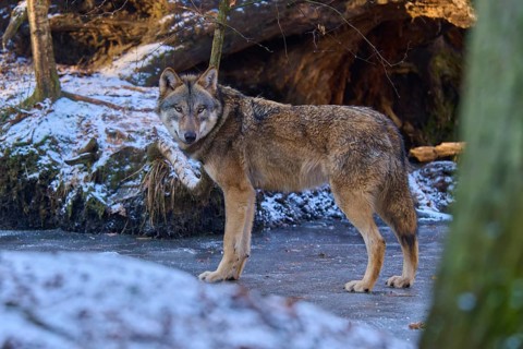 A wolf stands on a patch of ice and looks around attentively in the snow-covered forest, Winter,