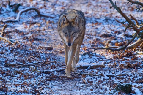 A wolf roams a snow-covered forest path surrounded by bare branches, winter, wolf (Canis lupus),