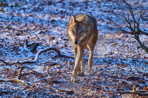 A wolf moves alone on a snow-covered path through the winter forest, Winter, Wolf (Canis lupus),