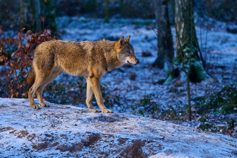 A single wolf stands on a snow hill in the forest, surrounded by a barren winter landscape, Winter,