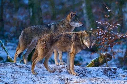 Two wolves on a snowy hill surrounded by trees in late evening light, winter, wolf (Canis lupus),