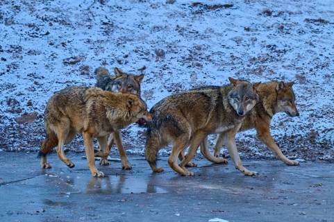 Four wolves running together across a patch of ice in a cold environment, winter, wolf (Canis