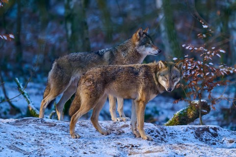 Two wolves standing in the winter forest on a snow-covered hill in the twilight, winter, wolf