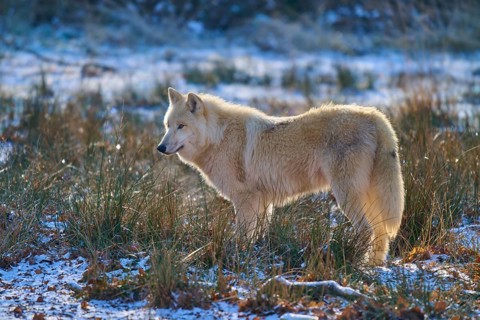 A white wolf stands in a snow-covered meadow, surrounded by grasses in winter light, winter, Arctic