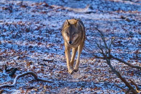 A lone wolf walks on a snow-covered forest path through the wintry landscape, Winter, Wolf (Canis