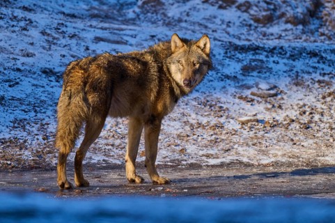 A wolf standing in the sunshine on a snow-covered ice surface, winter, wolf (Canis lupus), Germany
