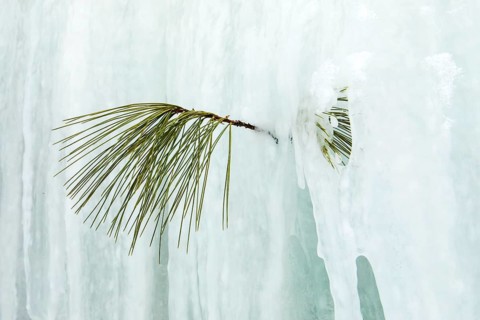 Branch and needles of white pine trapped in the ice, Region of la Mauricie, Province of Quebec,