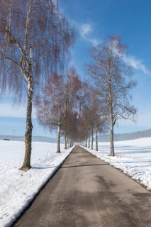 A snowy avenue flanked by tall birch trees stretching under a blue sky, Swabian Jura,