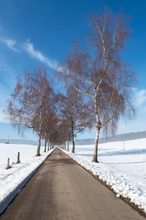 Alley with birch trees leading through a snowy landscape, under a clear blue sky, Swabian Jura,