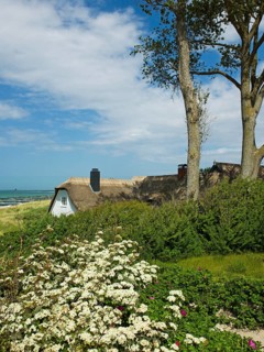 Coastal scene, blooming plants in the foreground, with a thatched building, Ahrenshoop, Baltic Sea,