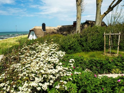 Coastal scene, blooming plants in the foreground, with a thatched building, Ahrenshoop, Baltic Sea,