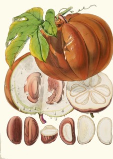 Hodgsonia heteroclita, Chinese lard seed, perennial climbing plant (liana) from the gourd family