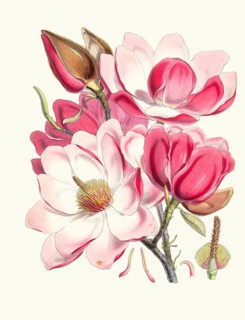Magnolia Campbellii, Campbell magnolia, is a species of magnolia that grows in protected valleys in