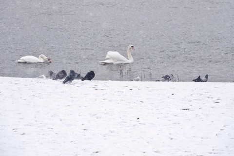 Swans in water, winter, Germany