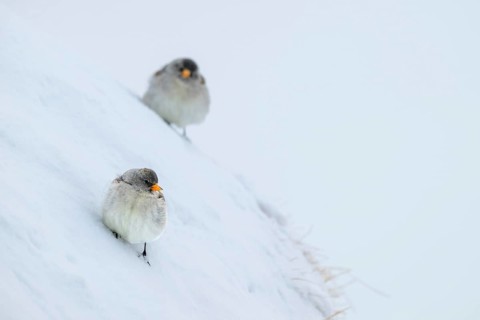 Snowfinches (Montifringilla nivalis) in winter, Hafelekar, Karwendel mountains, Tyrol, Austria