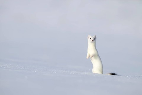 Ermine or large weasel (Mustela erminea), in winter fur, Eggen, Terfens, Tyrol, Austria