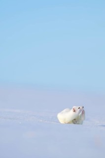 Ermine or large weasel (Mustela erminea), in winter fur, Eggen, Terfens, Tyrol, Austria