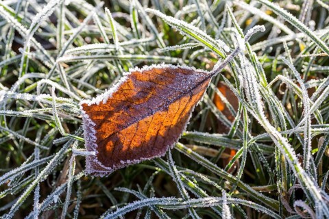Hoarfrost crystals create an impressive pattern on every stalk and leaf on the ground, Saxony,