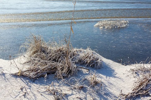 Hoarfrost and ice on the banks of the Elbe, Coswig, Saxony, Germany