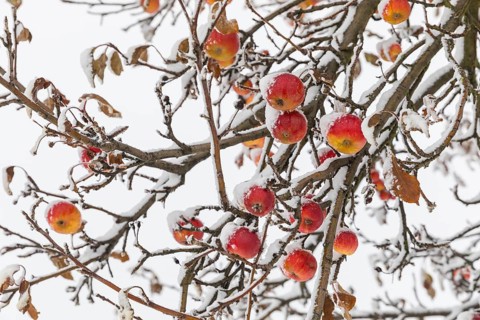 Ripe apples covered in snow on the branches of an apple tree, onset of winter in Oberwartha,
