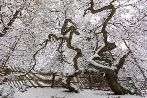 Snow-covered Süntel beech, copper beech (Fagus sylvatica), Tharandt Forest, Saxony, Germany