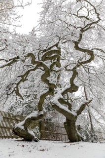 Snow-covered Süntel beech, copper beech (Fagus sylvatica), Tharandt Forest, Saxony, Germany