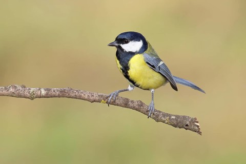 Great Tit (Parus major), male sitting on a branch overgrown with moss and lichen, Wildlife,