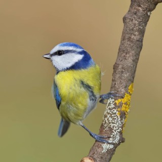 Blue tit (Parus caeruleus), sitting on a branch, Wilnsdorf, North Rhine-Westphalia, Germany