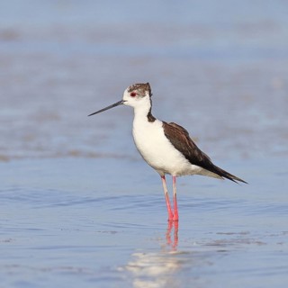 Black-winged Stilt (Himantopus himantopus) foraging in the shallow water of a lake shore, Wildlife,