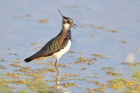 Lapwing (Vanellus vanellus), foraging in the shallow water of a lake shore, wildlife, wading bird,