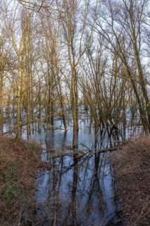 The Bislicher Insel, nature reserve on the Rhine, Altrheinarm, near Xanten, Lower Rhine, Wesel