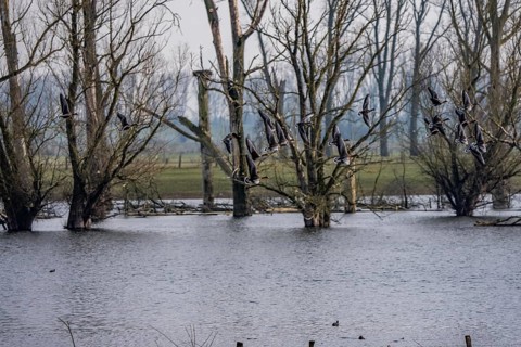 Bislicher Insel, nature reserve on the Rhine, Altrheinarm, near Xanten, Lower Rhine, Wesel