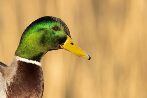 Mallard duck (Anas platyrhynchos) adult male bird head portrait, England, United KIngdom