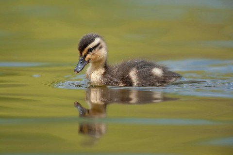 Mallard duck (Anas platyrhynchos) juvenile baby duckling bird on a lake in spring, England, United