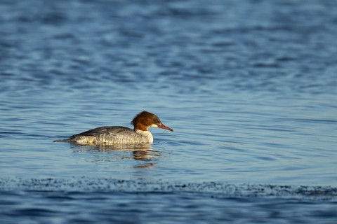 Goosander (Mergus merganser) adult female sawbill bird on a lake in winter, RSPB Titchwell nature