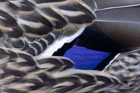 Mallard duck (Anas platyrhynchos) adult female bird close up of its wing feathers, England, United