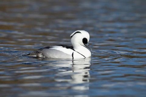 Smew (Mergellus albellus) adult male sawbill duck bird on a lake in winter, England, United KIngdom