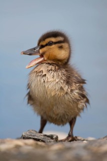 Mallard duck (Anas platyrhynchos) juvenile baby duckling bird quacking in spring, England, United