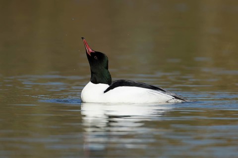 Goosander (Mergus merganser) adult male sawbill bird on a lake in winter, England, United KIngdom