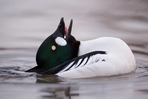 Goldeneye (Bucephala clangula) adult male duck bird displaying on a lake in winter, England, United