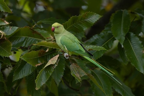 Ring-necked or Rose-ringed parakeet (Psittacula krameri) adult parrot bird in a Sweet chestnut