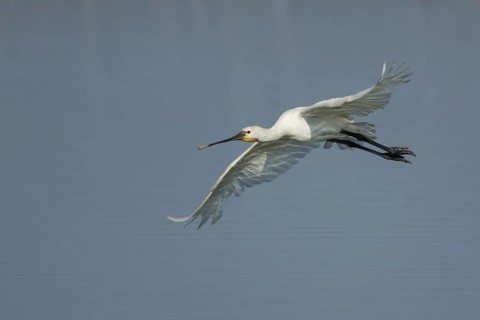 Eurasian spoonbill (Platalea leucorodia) adult bird in flight, RSPB Frampton marsh nature reserve,