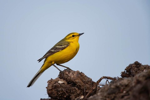 Yellow wagtail (Motacilla flava) adult bird on a farmland muck heap in spring, Suffolk, England,